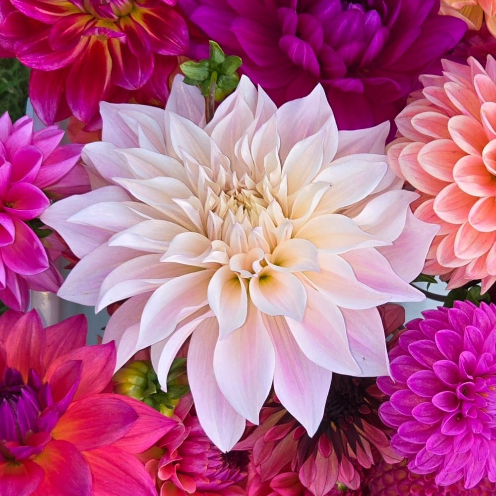 A cream dahlia surrounded by magenta, coral and pink blooms